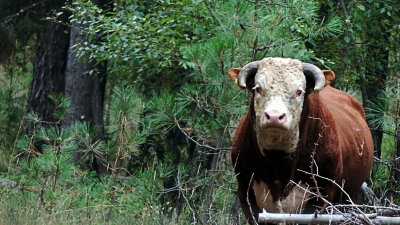 big bull eying my horses feed pen