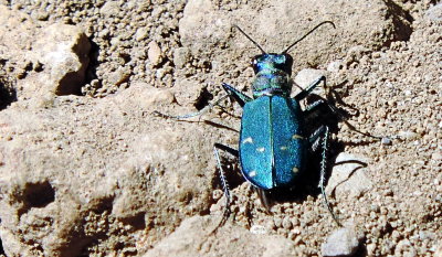 bright beetle