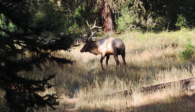 wild elk in the rut, teanaway