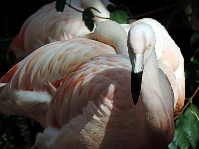 flamingo