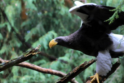 eagle