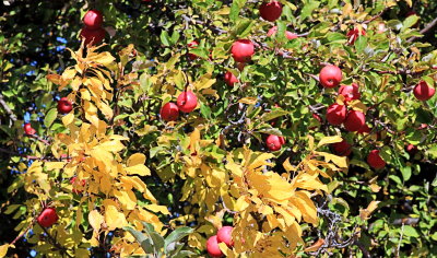 apples burning like coals among the folage.  from my favorite poem.