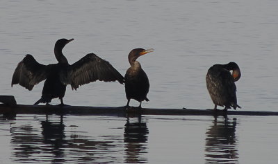 cormorants on lake washington