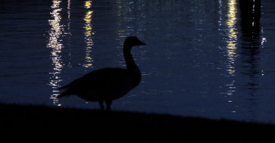 goose after sunset lake washington