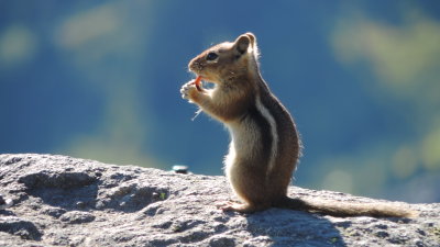 chipmonk