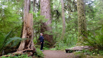 Quinault forest