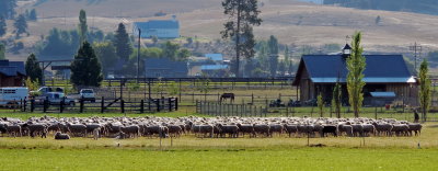 sheep waiting to go to winter range