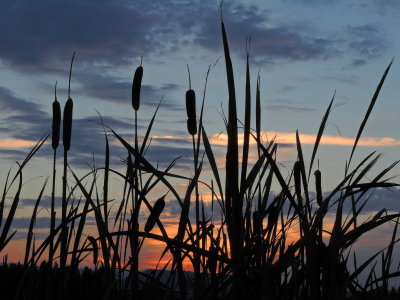 cattails