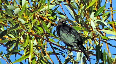 Brewer's blackbird