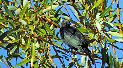 Brewer's blackbird