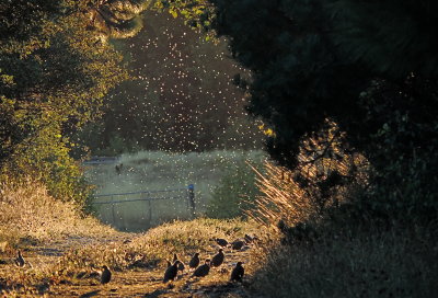 Quail taking a dust bath and insect hatch