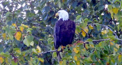 Bald Eagle Alaska