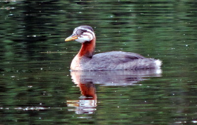 Red necked grebe, Alaska