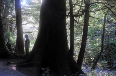 Old growth trees
