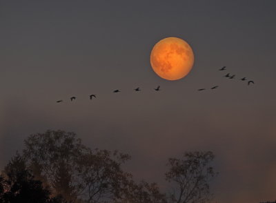 Super Moon and geese
