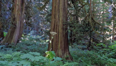 Forest on Mt Rainier in Washington
