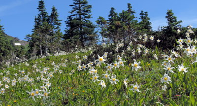 avalanche lilies