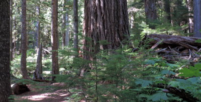 Old Growth Douglas Fir Mt. Rainier