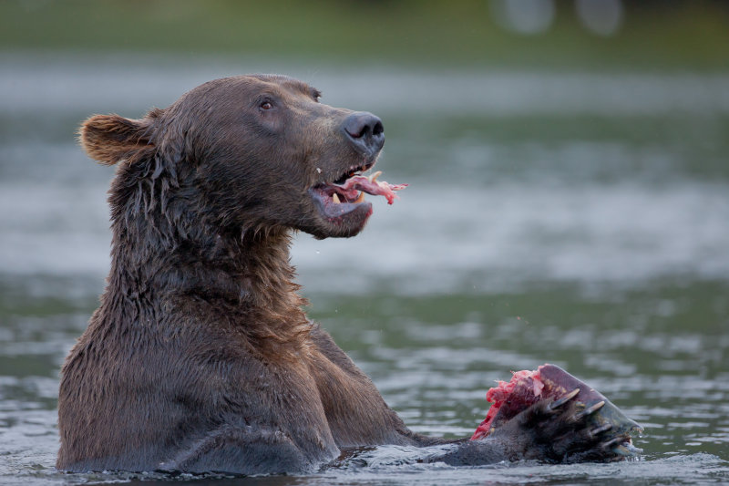 Brown Bear; Salmon Again; Alaska