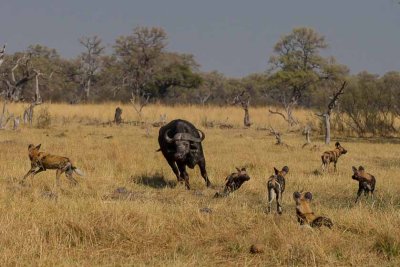 Buffalo and the Dogs