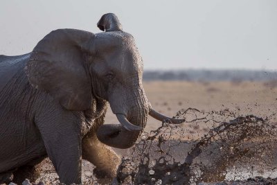 Elephant Mud Bath