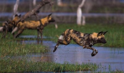 Wild Dog Leap Of Faith