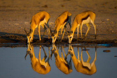 Springbok Sunrise