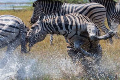 Zebra Attack