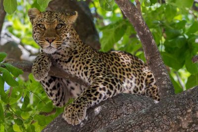 Leopard Lookout