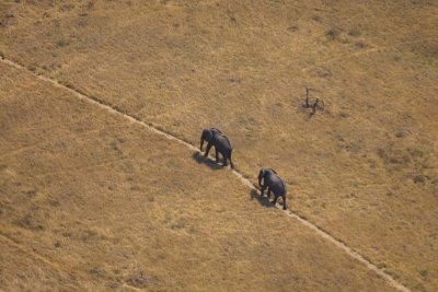 Elephant Trail