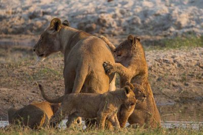Lion and the Kids