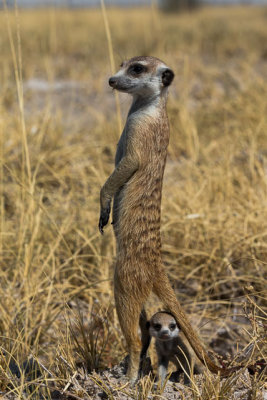 Meerkat Watch