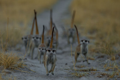 Meerkats; Coming Home
