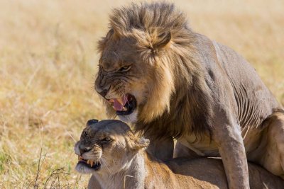 Lions.........