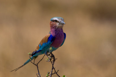 Roller