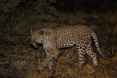 Night leopard