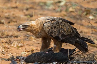 Tawny Eagle