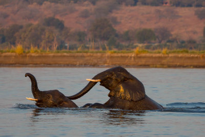 Elephant Kids at Play