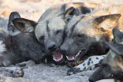 Wild Dog Socializing