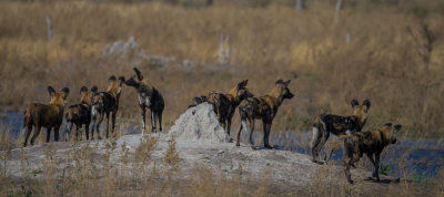 Wild Dog; Where's Supper?