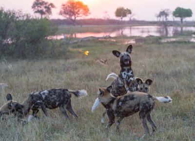 Wild Dog Greeting