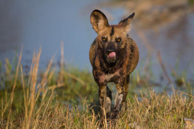 Wild Dog Deamon