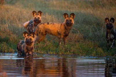 Wild Dog. Watery Meal