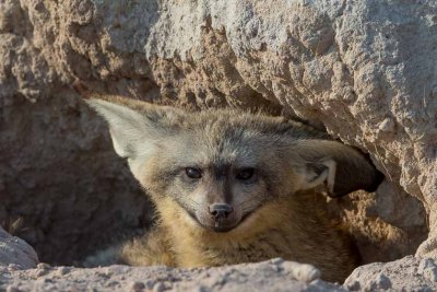 Bat-Eared Fox