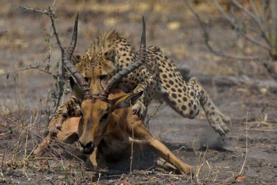 Cheetah VS Impala