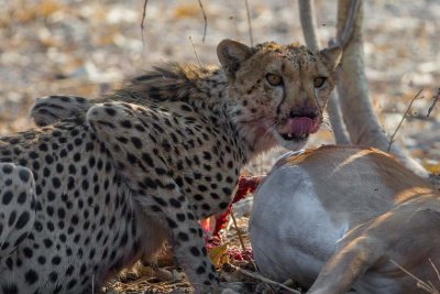 Cheetah at the Table