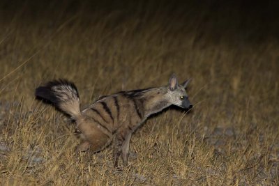 Aard Wolf Marking
