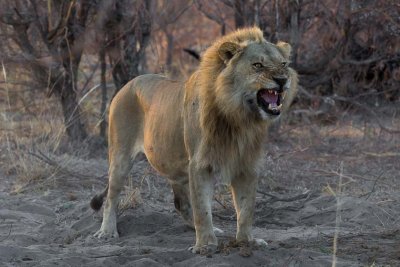 LionCall