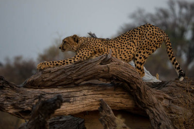 Cheetah stretch