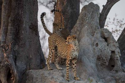 Cheetah Brothers